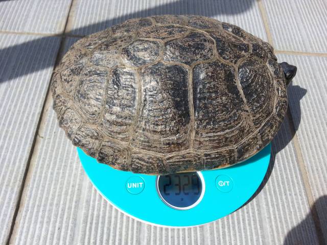 tortue