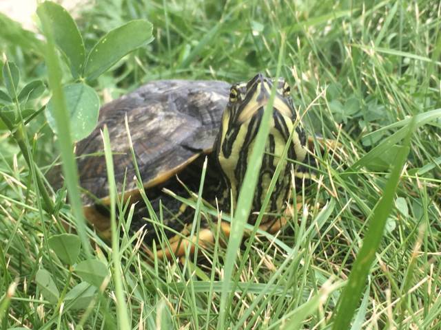tortue de floride