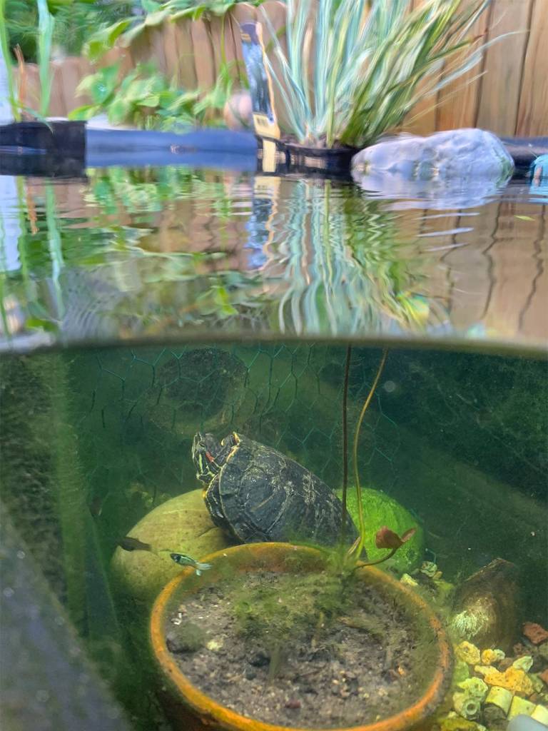 Attendant le repas du soir - 3 espèces d'animaux sur cette photo !