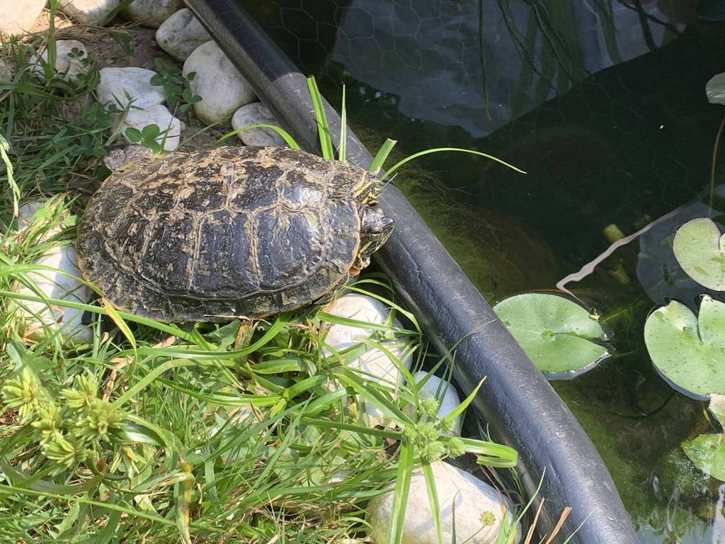Profitant du soleil - Cette photo a été postée pour poser une question au sujet de l'état de la carapace