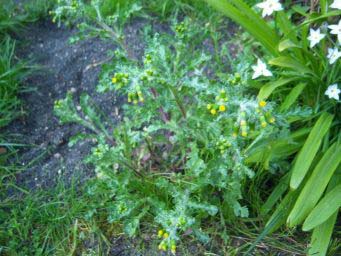 193f711a6810e8e069ab6c24.jpg - Plante 1