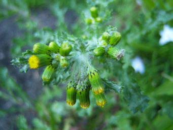 c098253c238207a0ea23fdad.jpg - Plante 1