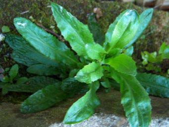 1cac5df8224b819f1b6bbebe.jpg - Plante 2
