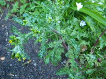 7e08ac79bf95a7c7545e1295.jpg - Plante 1
