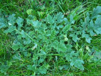 53ca60443f8513b3b38c8779.jpg - Plante 3
