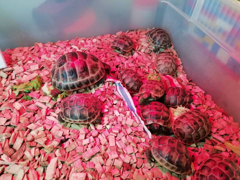tortues