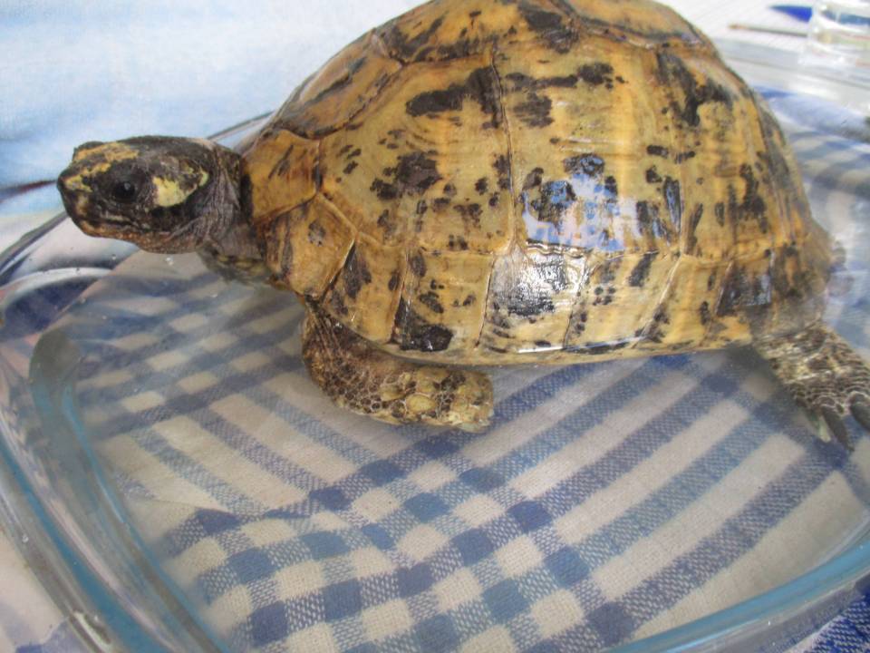 Paméla a apprécié son bain