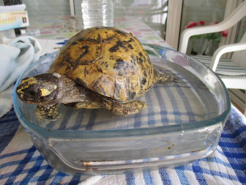 Paméla dans son bain