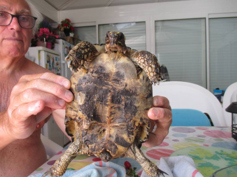 Paméla plastron
