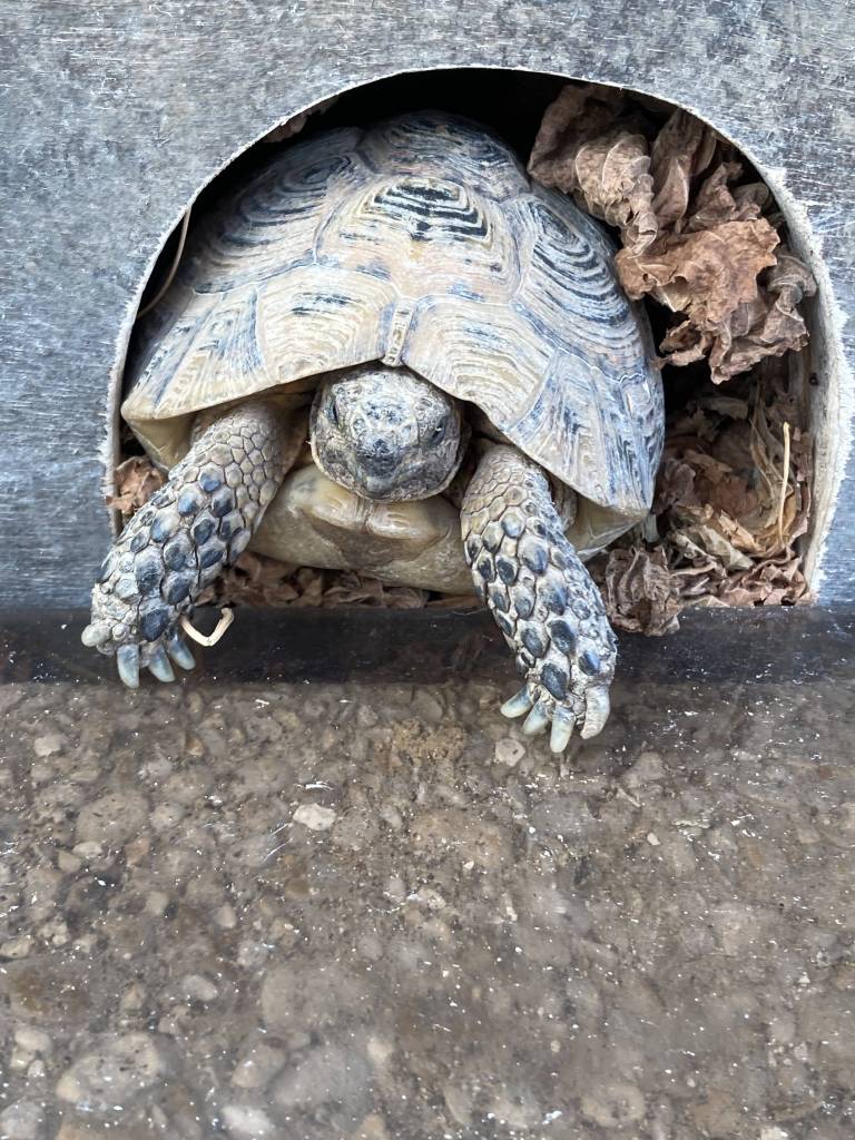 tortue-grecque