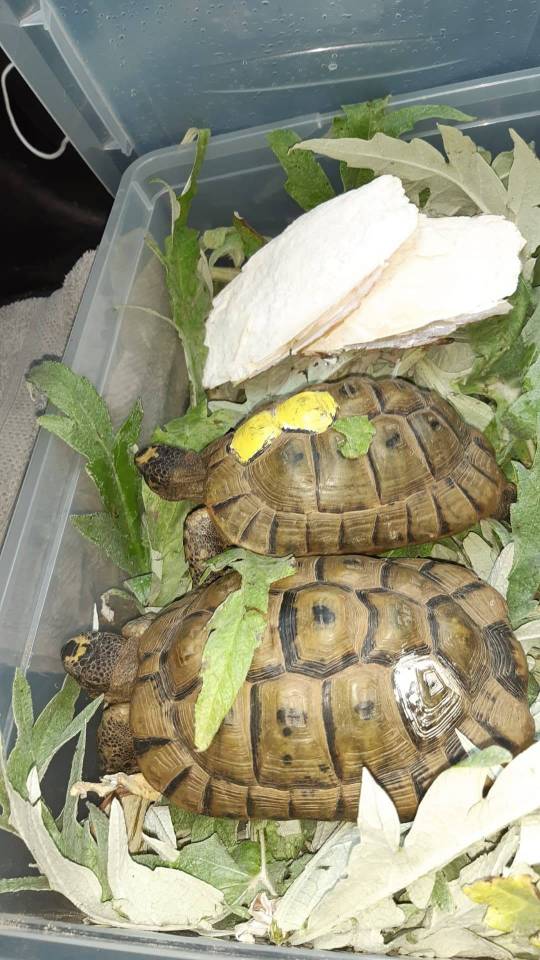 tortues