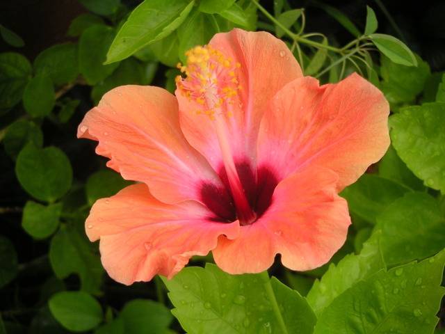 hibiscus-fleur-rosa-sinensis