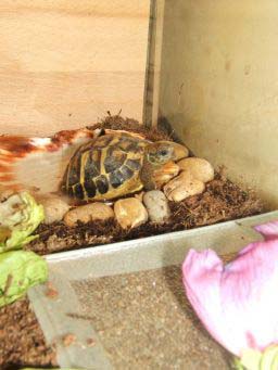 5874662d4fa121cd65ba1bcd.jpg - tortue herman 004