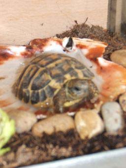 cd8deae8253c08266da40aa5.jpg - tortue herman 003