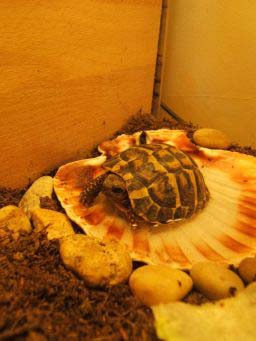 afd564ca91c8fb487e20b6b3.jpg - tortue herman 002