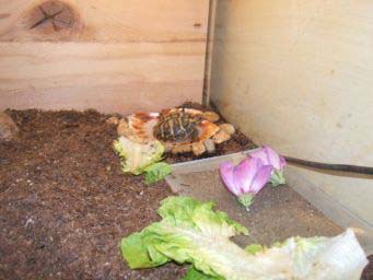 802a9a074ef506b394f02af5.jpg - tortue herman 001