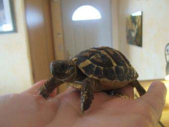 58fc6301a5b6adb3c87747d0.jpg - tortue 010