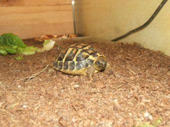 b674f25909cba9abd24f8dfd.jpg - tortue 007