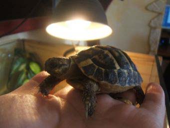 501866ed8333d88f33bec2a2.jpg - tortue 009