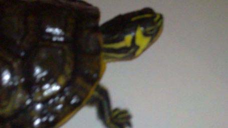 4eab5b8f4edecbeba7966028.jpg - 18082010123