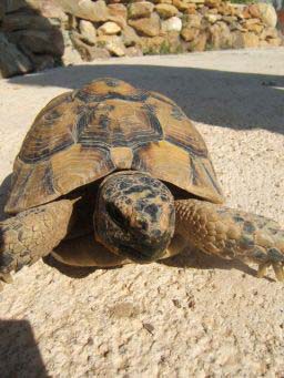 0622655d8e9dff8ef26fc730.jpg - tortue 001