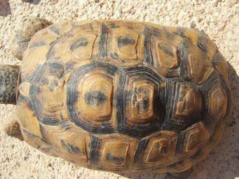 7ad595c7e10788dad6009594.jpg - tortue 002