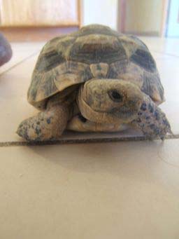 892d6b8484b29dfc431daf6e.jpg - tortue 008