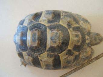b1e769c3b381831b4529220b.jpg - tortue 003