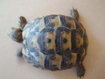 ab769569b28bab08abede819.jpg - tortue 005