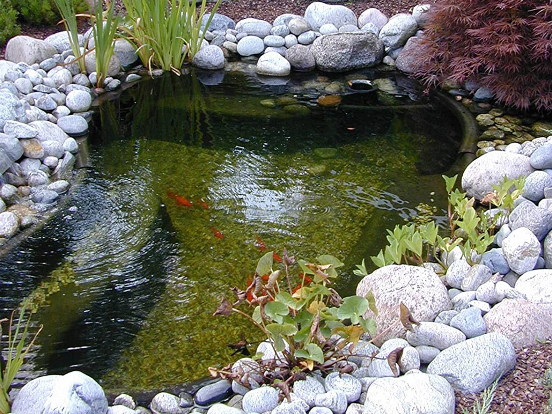 Mini bassin de jardin pour tortue d'eau 145 litres Apollo troisième