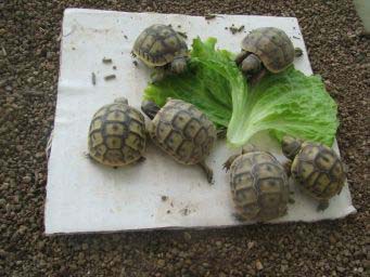 e324c40b32855a1c7f9cef2c.jpg - tortues 001
