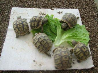 45665dc1205b69ceedbc98d9.jpg - tortues 002