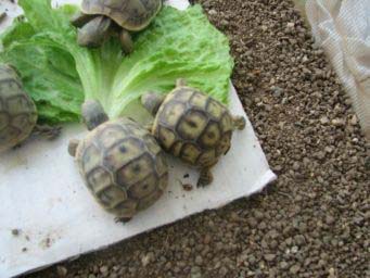c239aebb747dd024f40da059.jpg - tortues 003