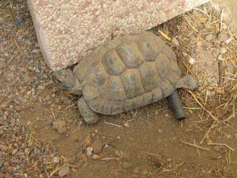 0ca6cd079c7b817f0f146732.jpg - tortues 004