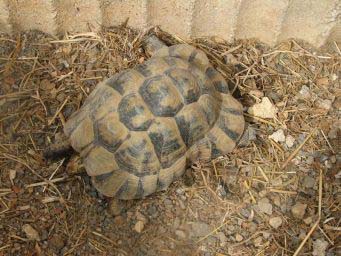 8f6f4e066bec2668a45d688f.jpg - tortues 005