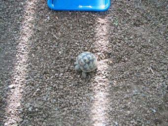 4b8d3ebca753d52598081ac7.jpg - tortues 2 001