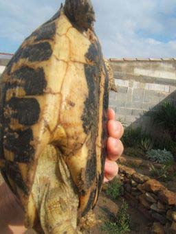 a8f415bf75b32b5a768d14c0.jpg - tortue 001