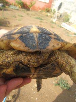 cd0869d743db0b9d0c4709e6.jpg - tortue 003