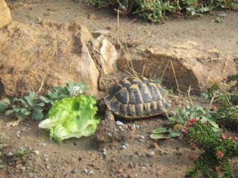 5172aaf210acbfd72b5f9dd4.jpg - tortue 006