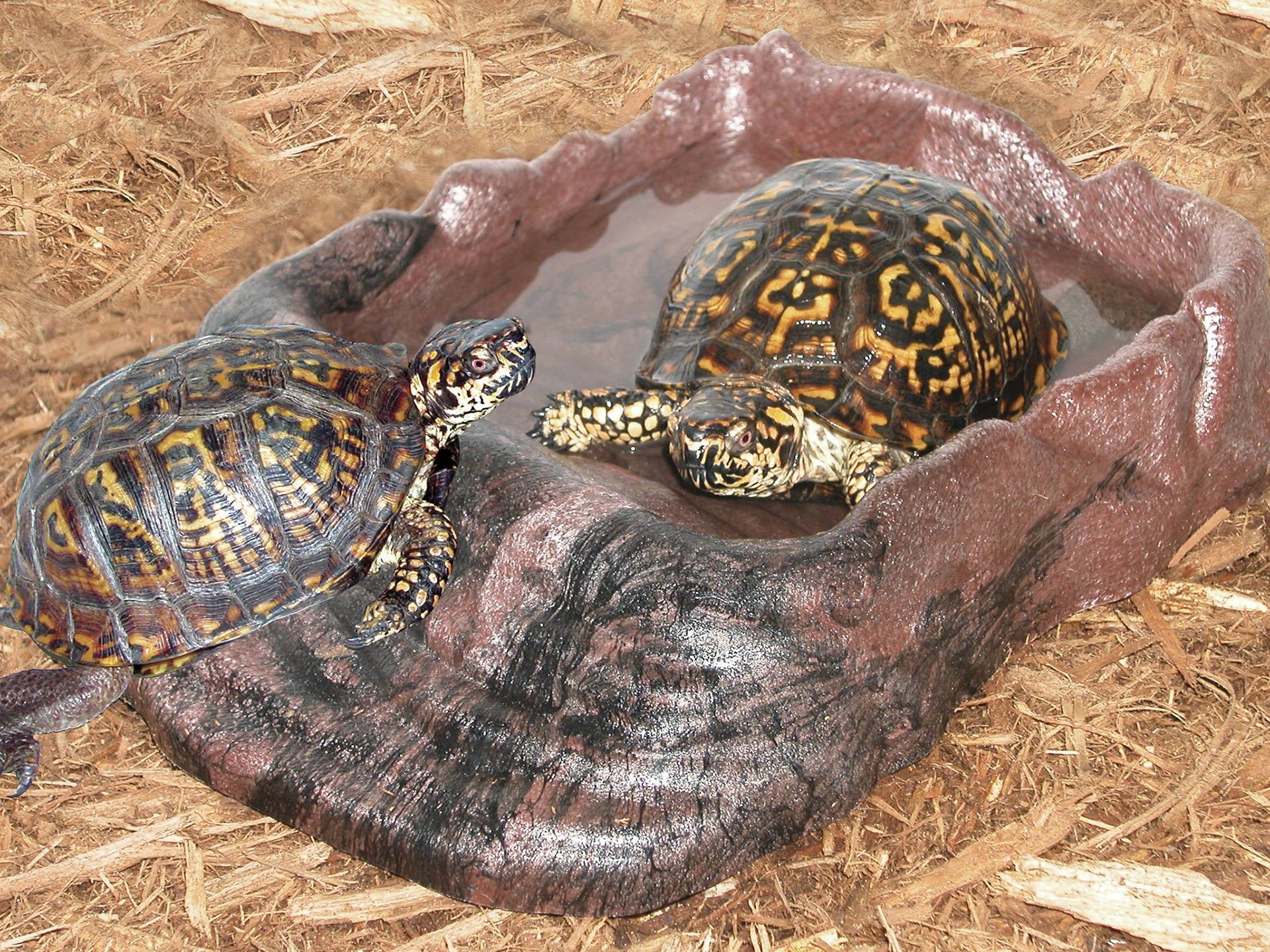 Grand réservoir d'eau pour tortue Zoo Med Repti Ramp septième