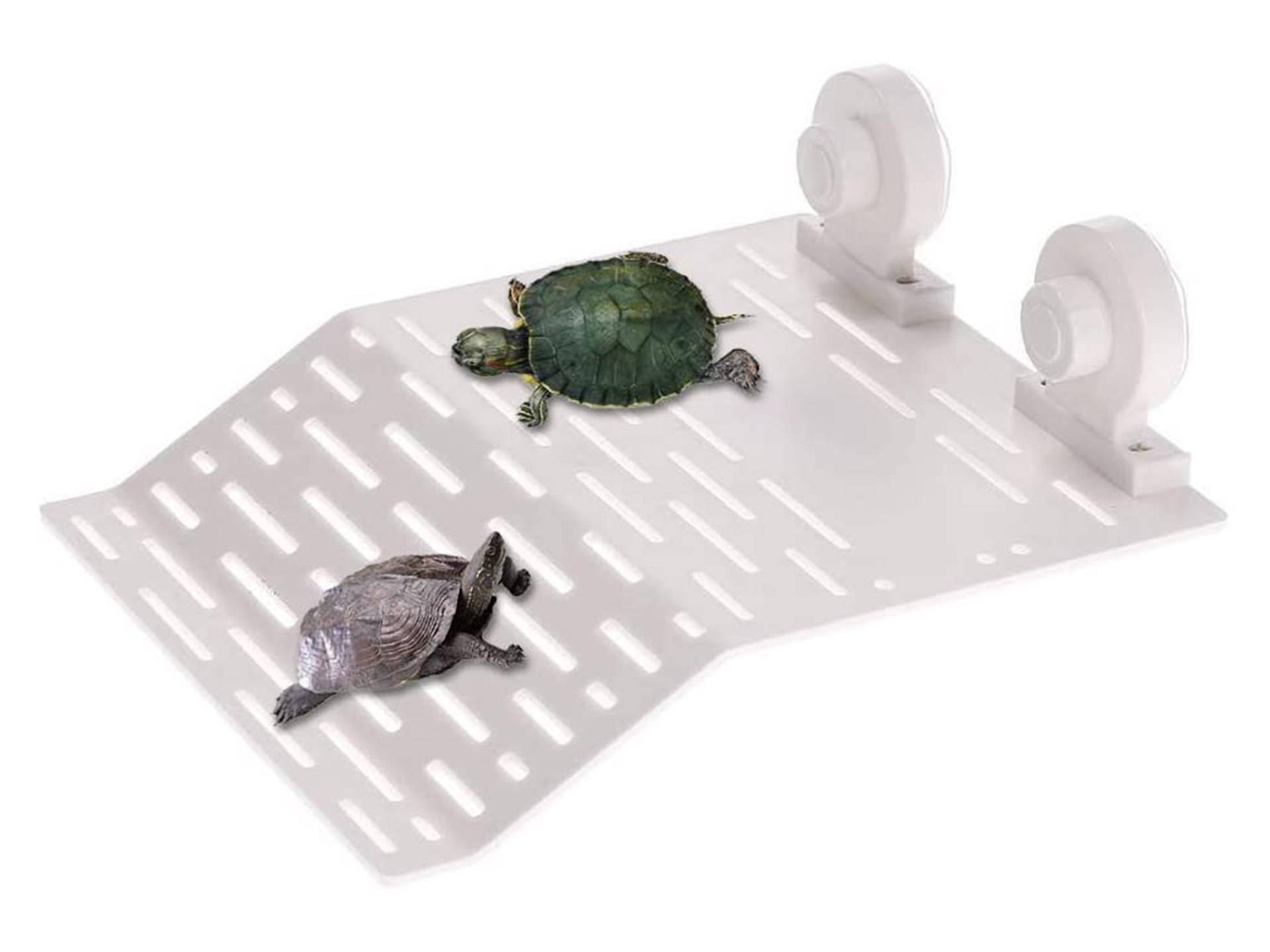 Plage pour tortue d'eau avec ventouses Mein Herz septième