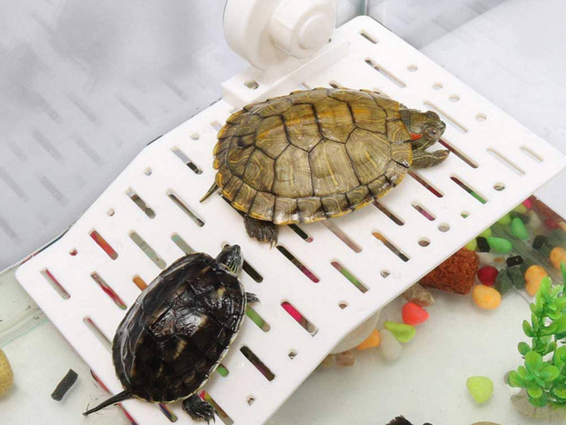 Plage pour tortue d'eau avec ventouses Mein Herz cinquième