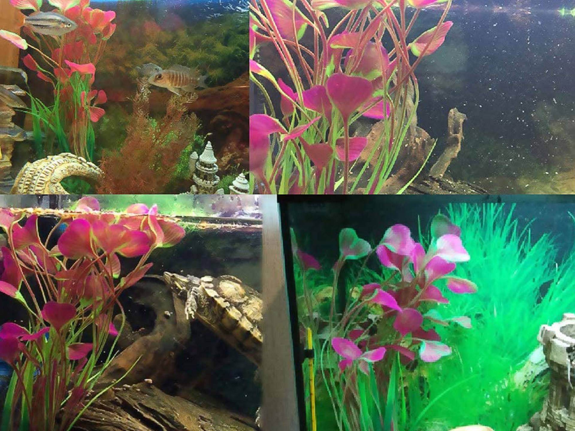 Lot de 2 plantes synthétiques d'aquarium Yuip sixième