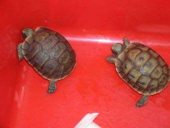 31e2259a61a94447dbe39c7c.jpg - tortue 004