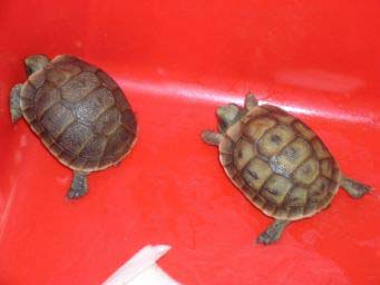 ec40266b7b3b55ddee2eb36a.jpg - tortue 005
