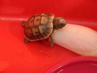 65f98cb64892e4ce1c286501.jpg - tortue 010