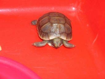 b423353a7ca780f31f9fe013.jpg - tortue 011