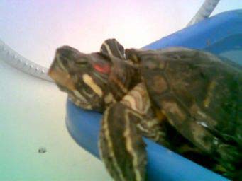 56904f4d94ef00dd0cc7b526.jpg - Ma Tortue ki tape des poses!