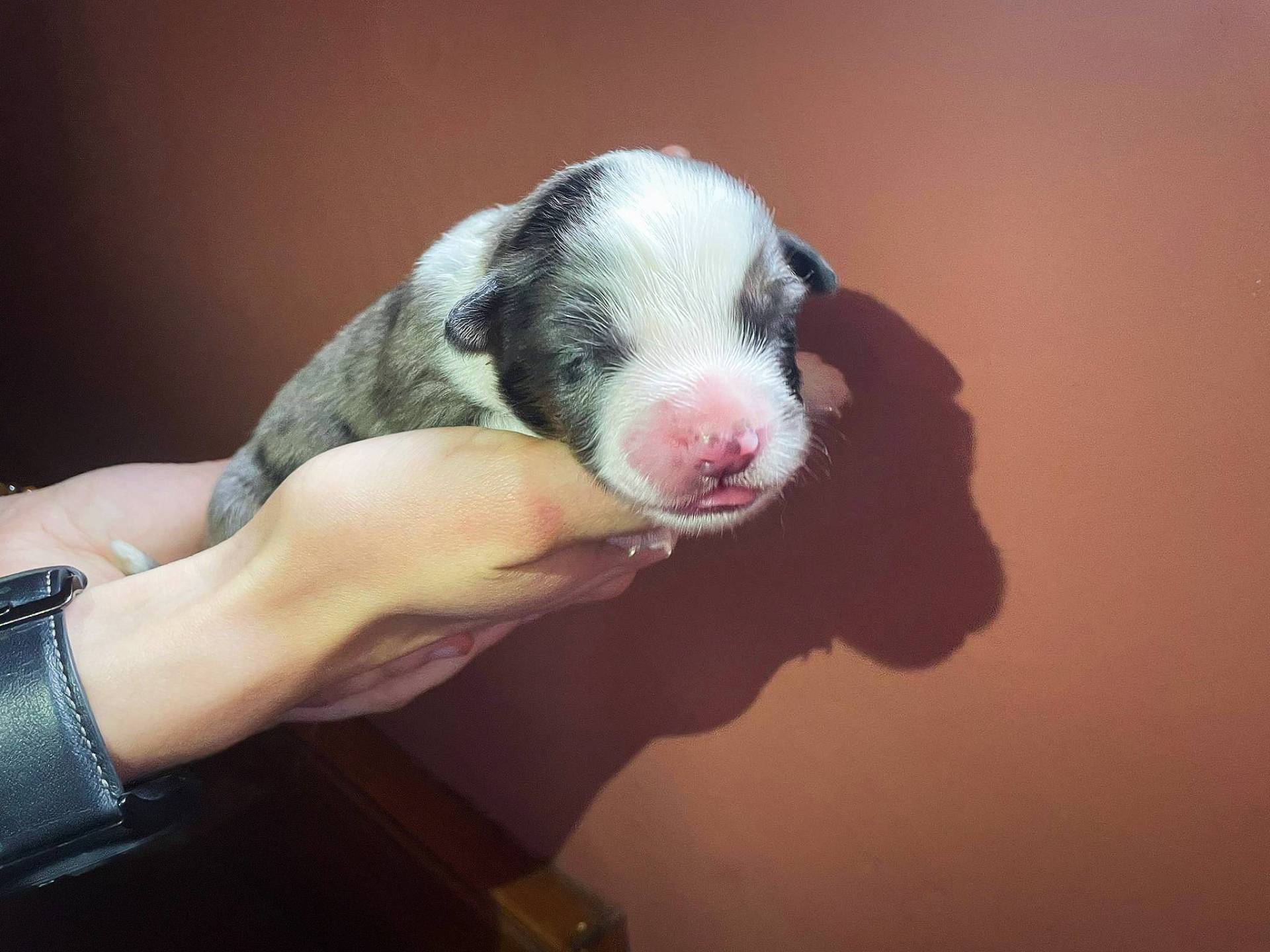 Chiot berger américain miniature  neuvième