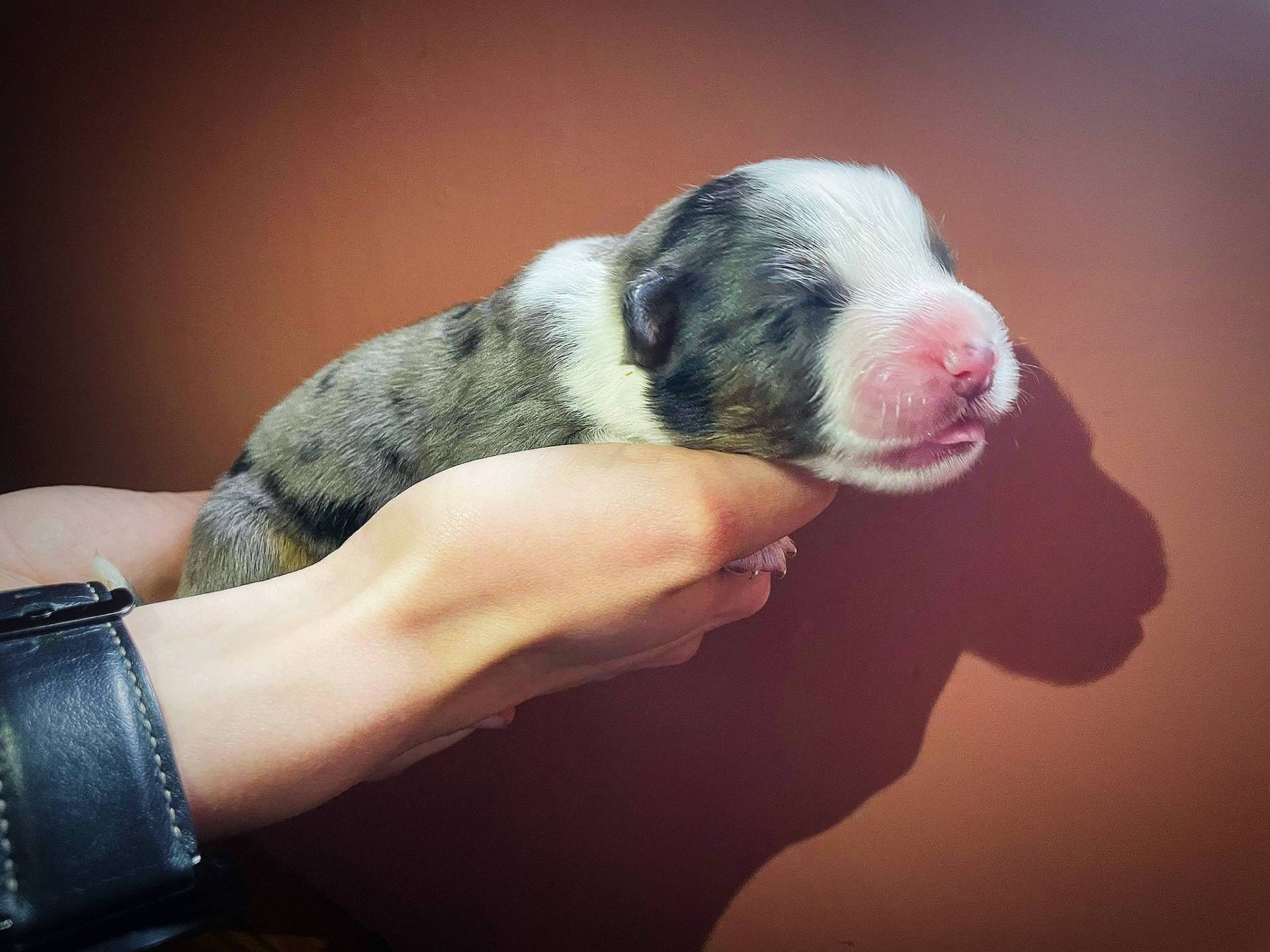 Chiot berger américain miniature  deuxième